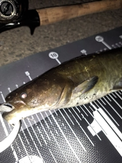 ナマズの釣果