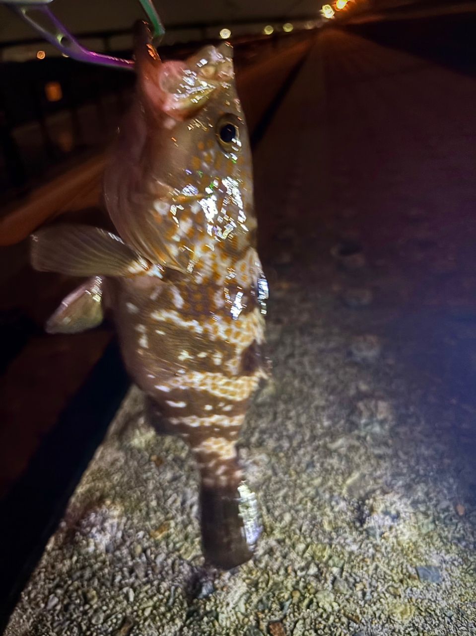 キジハタ