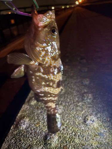 キジハタの釣果