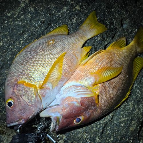 シブダイの釣果