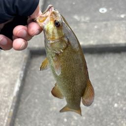 スモールマウスバス