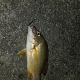 アマミフエフキ