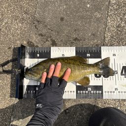 スモールマウスバス