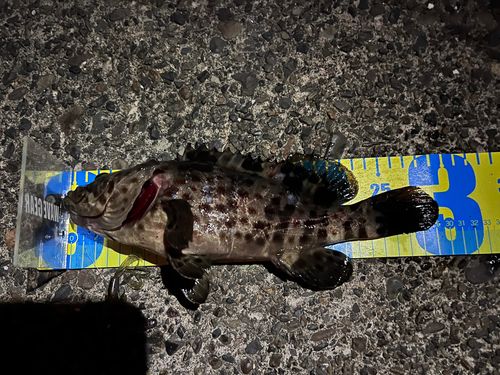 チャイロマルハタの釣果