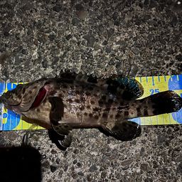 チャイロマルハタ