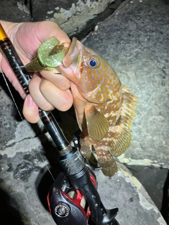キジハタの釣果