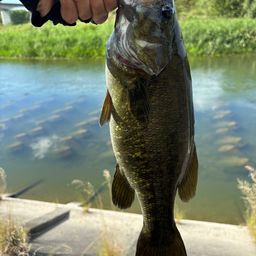 スモールマウスバス