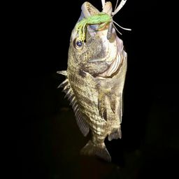 クロダイ