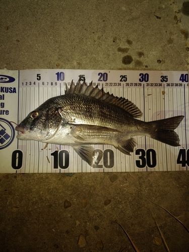 クロダイの釣果