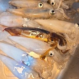 ケンサキイカ
