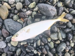 ワカシの釣果