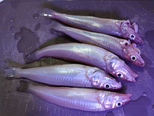 キスの釣果