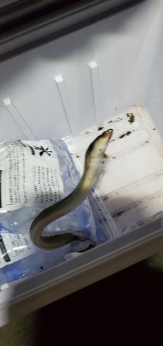 ウナギの釣果