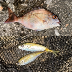 マダイの釣果