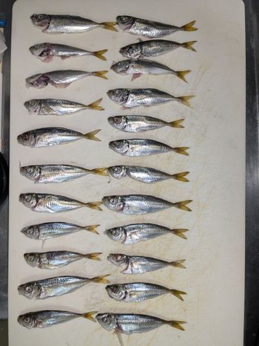 アジの釣果