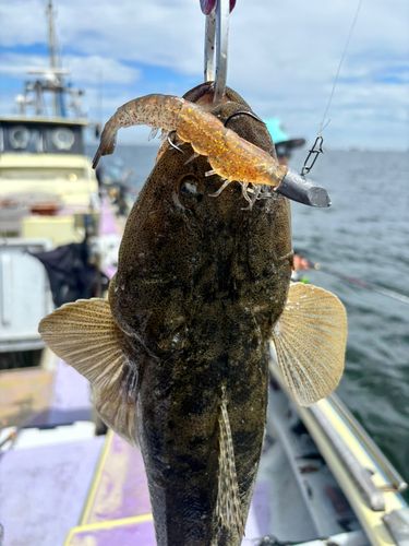 マゴチの釣果
