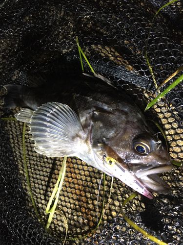 クロソイの釣果