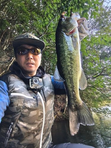 ブラックバスの釣果