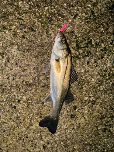 スズキの釣果