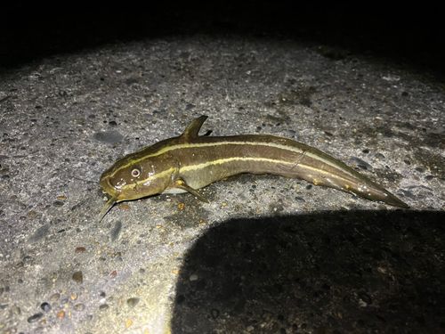 ゴンズイの釣果