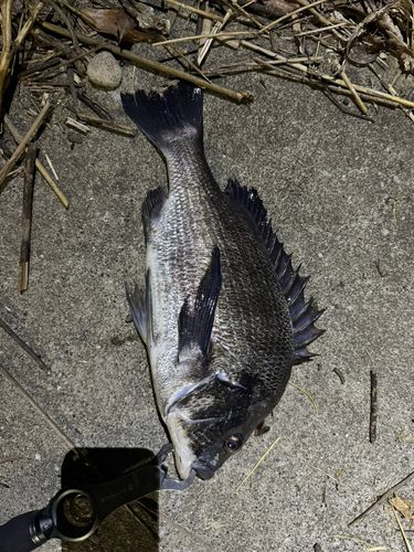 クロダイの釣果