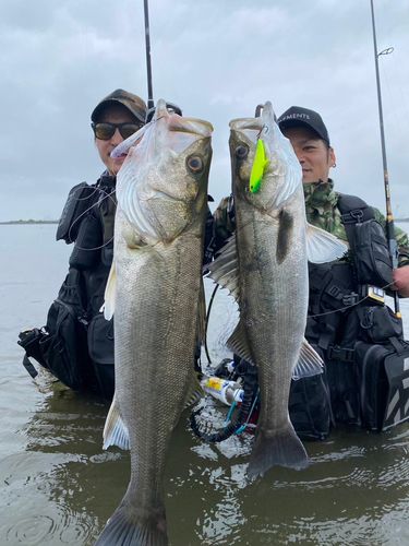 スズキの釣果