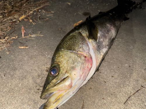 スズキの釣果