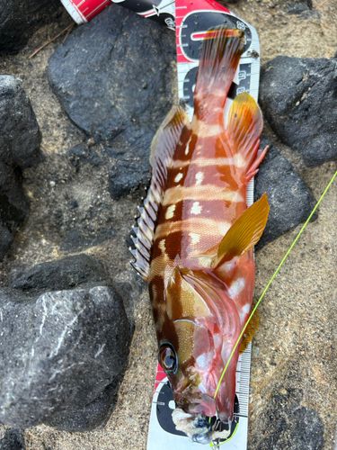 アカハタの釣果