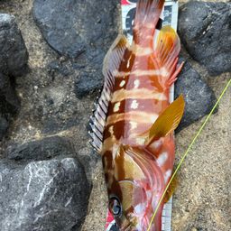 アカハタ