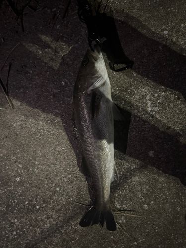 スズキの釣果