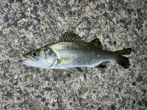 セイゴ（マルスズキ）の釣果