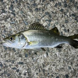 セイゴ（マルスズキ）