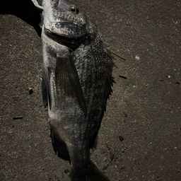 クロダイ