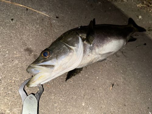 スズキの釣果