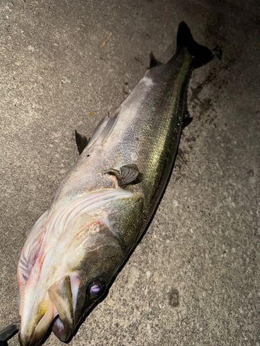 スズキの釣果