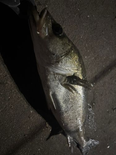 スズキの釣果