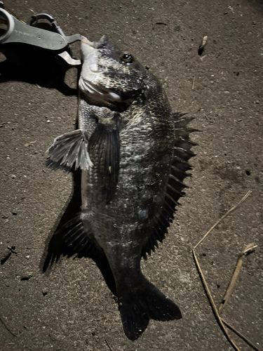 クロダイの釣果