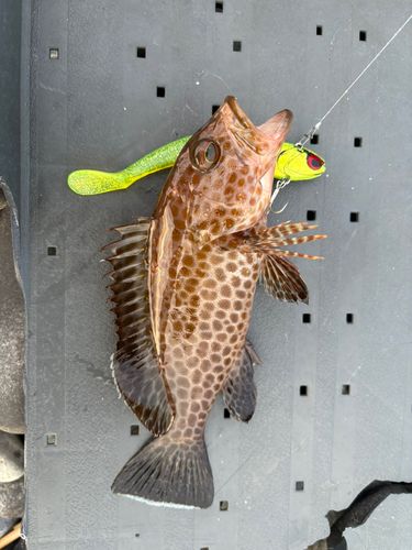オオモンハタの釣果