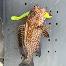 オオモンハタ