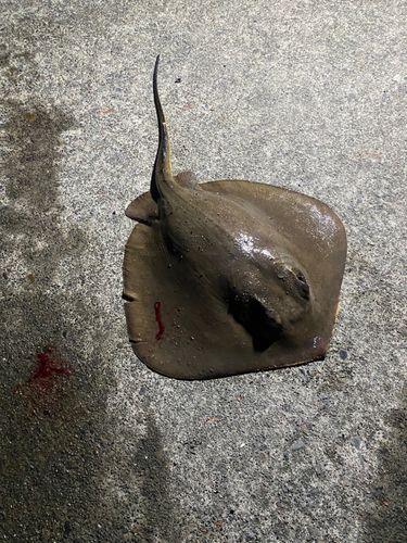 アカエイの釣果