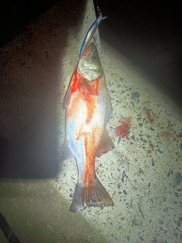 シーバスの釣果