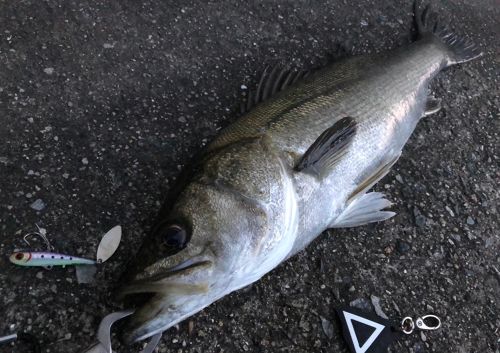 シーバスの釣果