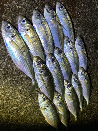 アジの釣果