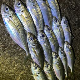 アジ