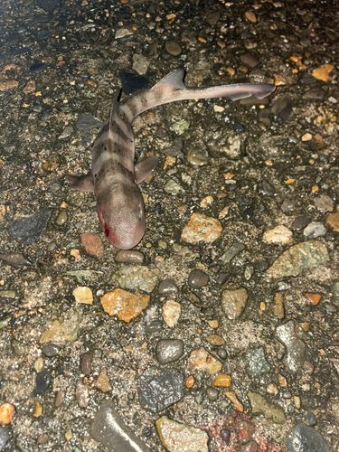 ドチザメの釣果