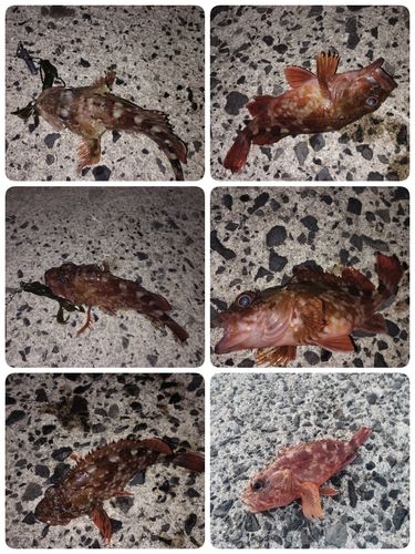 カサゴの釣果
