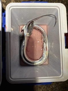 タチウオの釣果