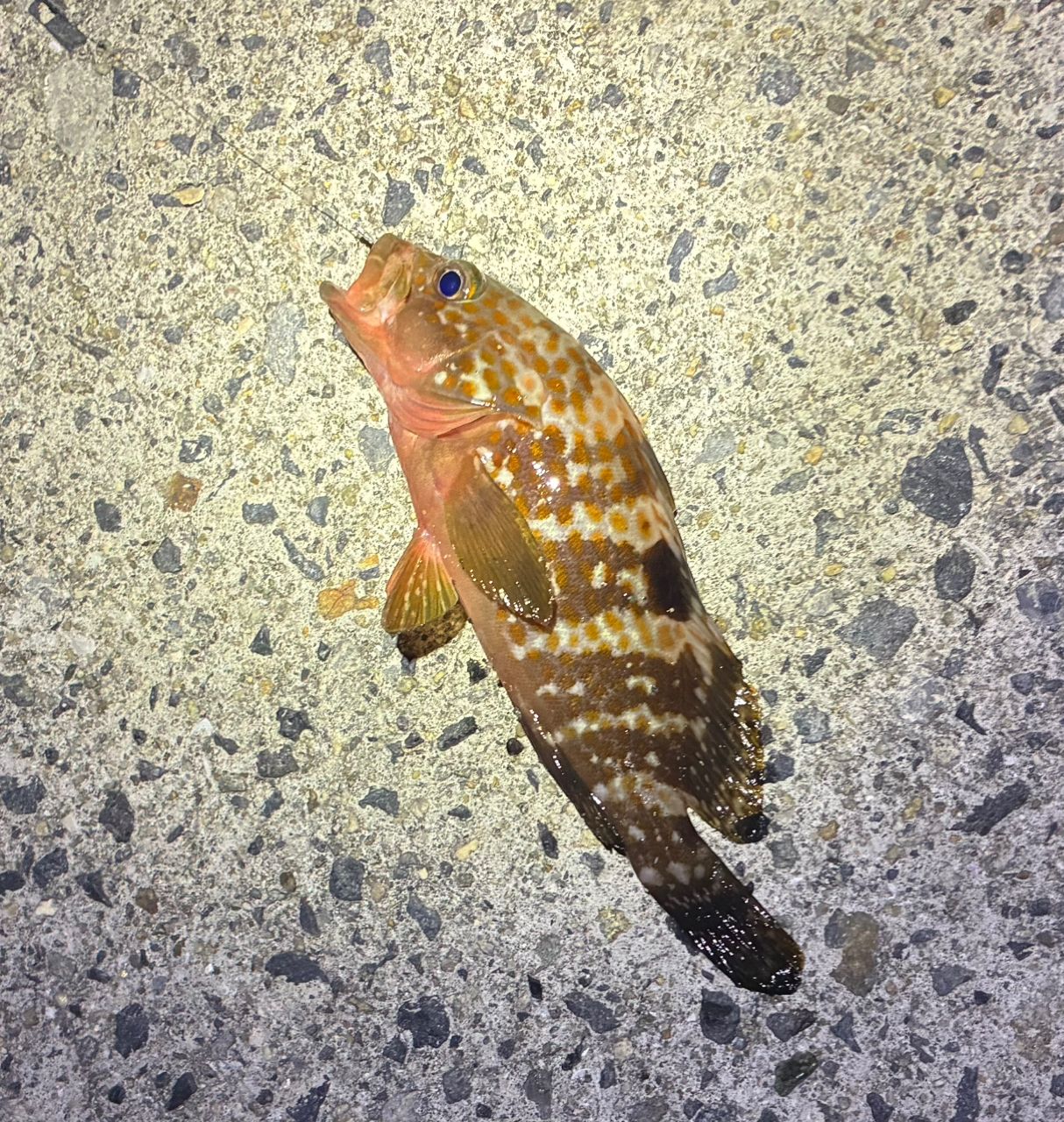 アコウ