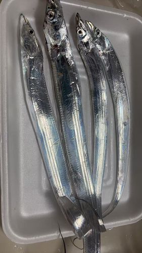 タチウオの釣果