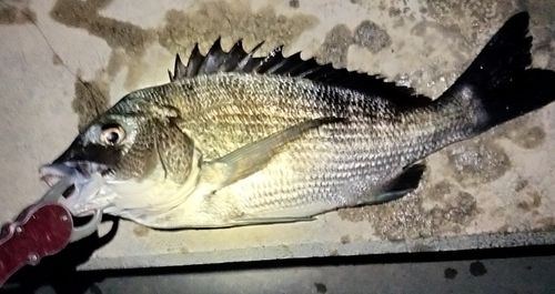 クロダイの釣果